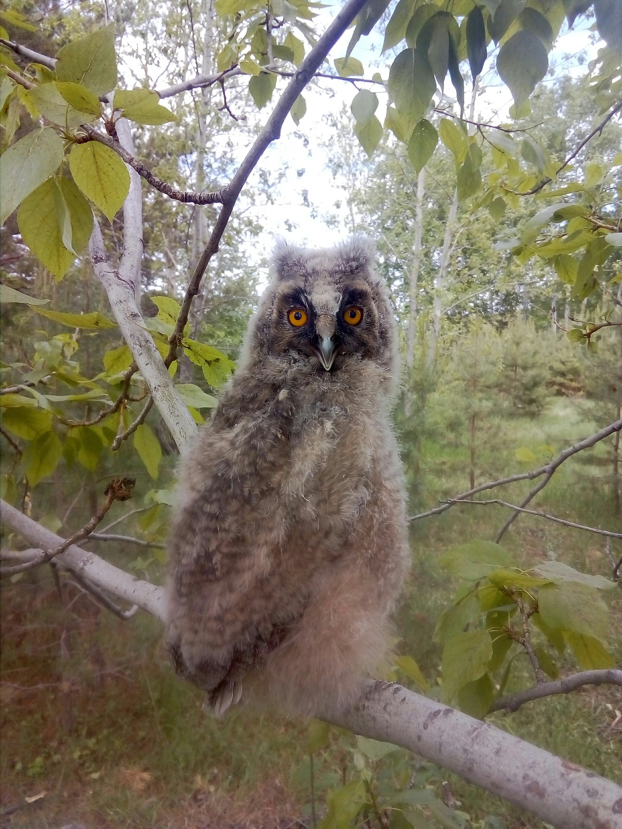 Owl - My, Owl, Chick, The photo, Nature, Video, Longpost, Birds