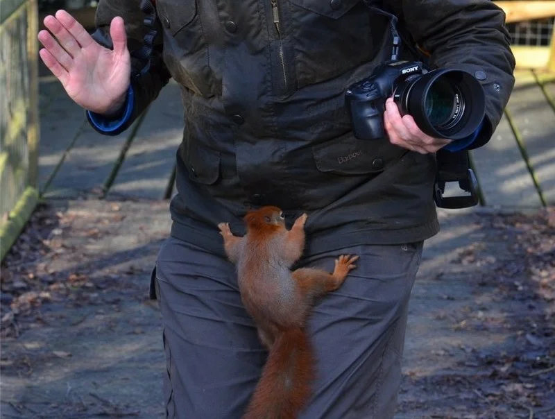 Squirrel: What is the forest silent about? The gloomy habits of a well-known rodent - Squirrel, Predator, Animal book, Longpost, Animals, Yandex Zen