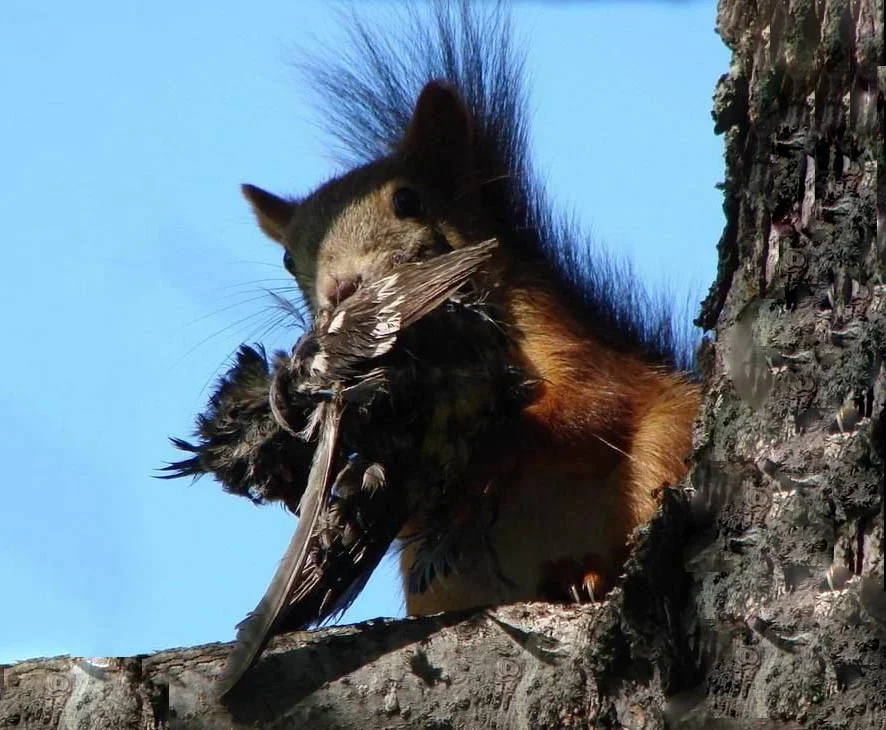 Squirrel: What is the forest silent about? The gloomy habits of a well-known rodent - Squirrel, Predator, Animal book, Longpost, Animals, Yandex Zen