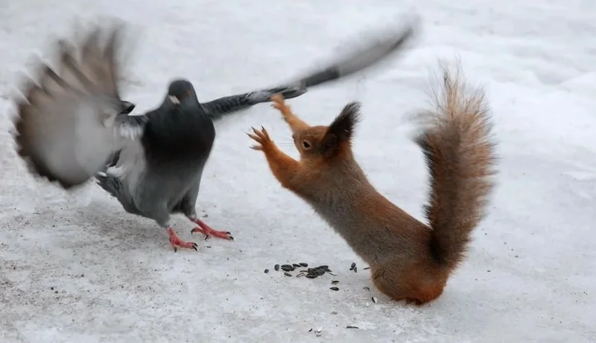 Squirrel: What is the forest silent about? The gloomy habits of a well-known rodent - Squirrel, Predator, Animal book, Longpost, Animals, Yandex Zen