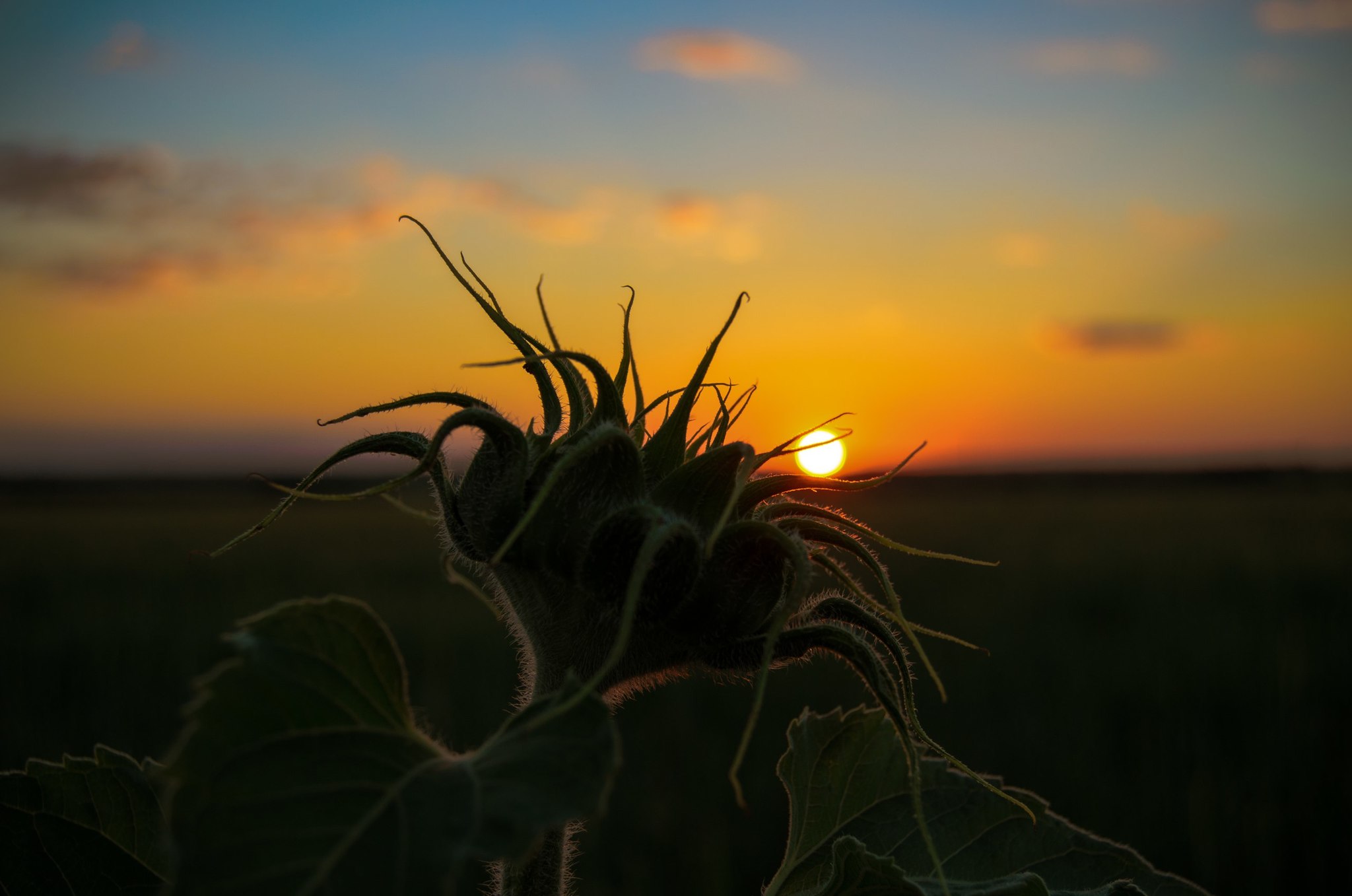 Nature of the Volgograd region - My, Volgograd region, Nature, Animals, Longpost