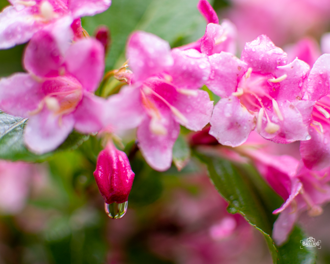 Weigela - My, The photo, Flowers, Nikon, Rain, Water drop