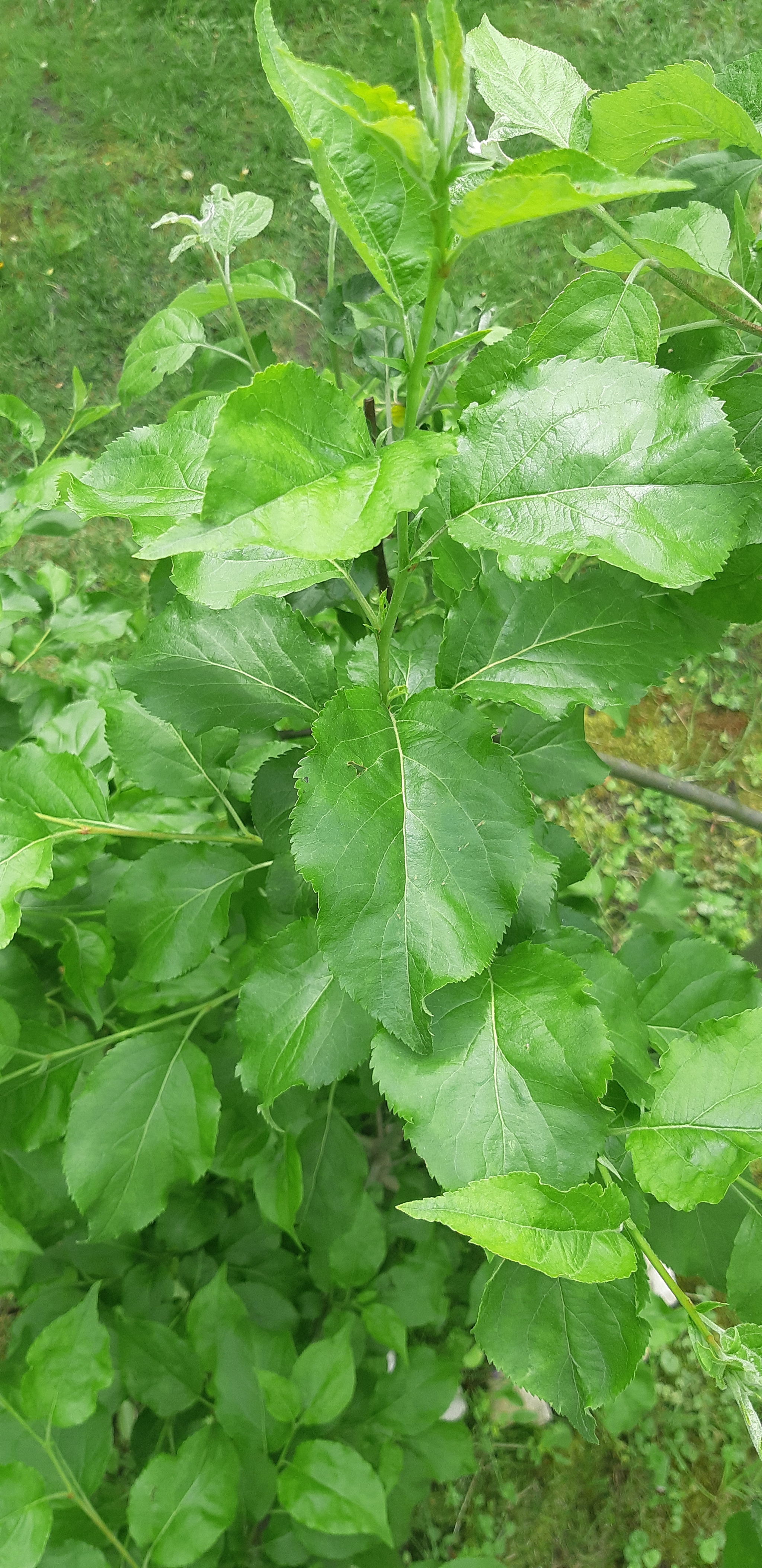 What kind of plant is this? - My, Garden, Tree, Gardening, Plants, Longpost