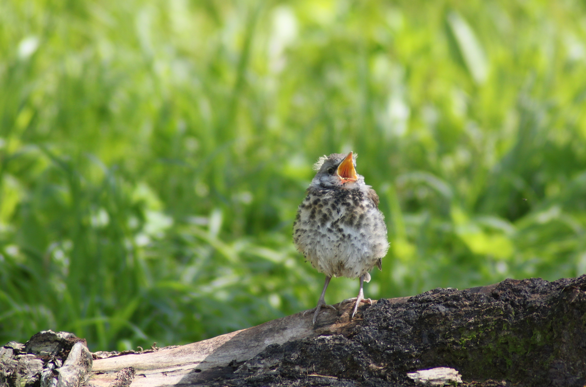 The first steps of little blackbirds - My, Thrush, Cell, Chick, Nature, Longpost, Birds