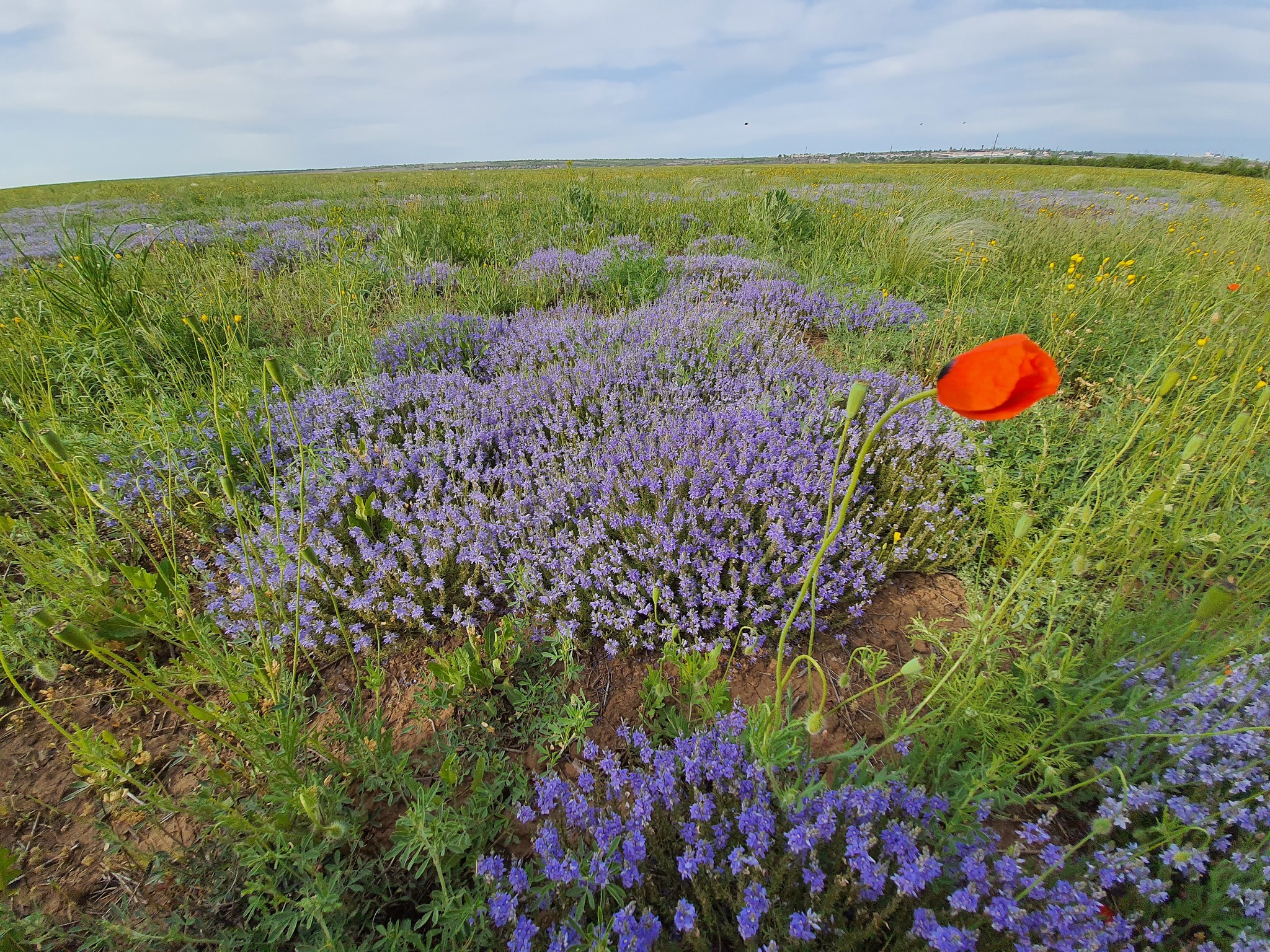 About the climate in Volgograd - My, Volgograd, Nature, Climate, Longpost