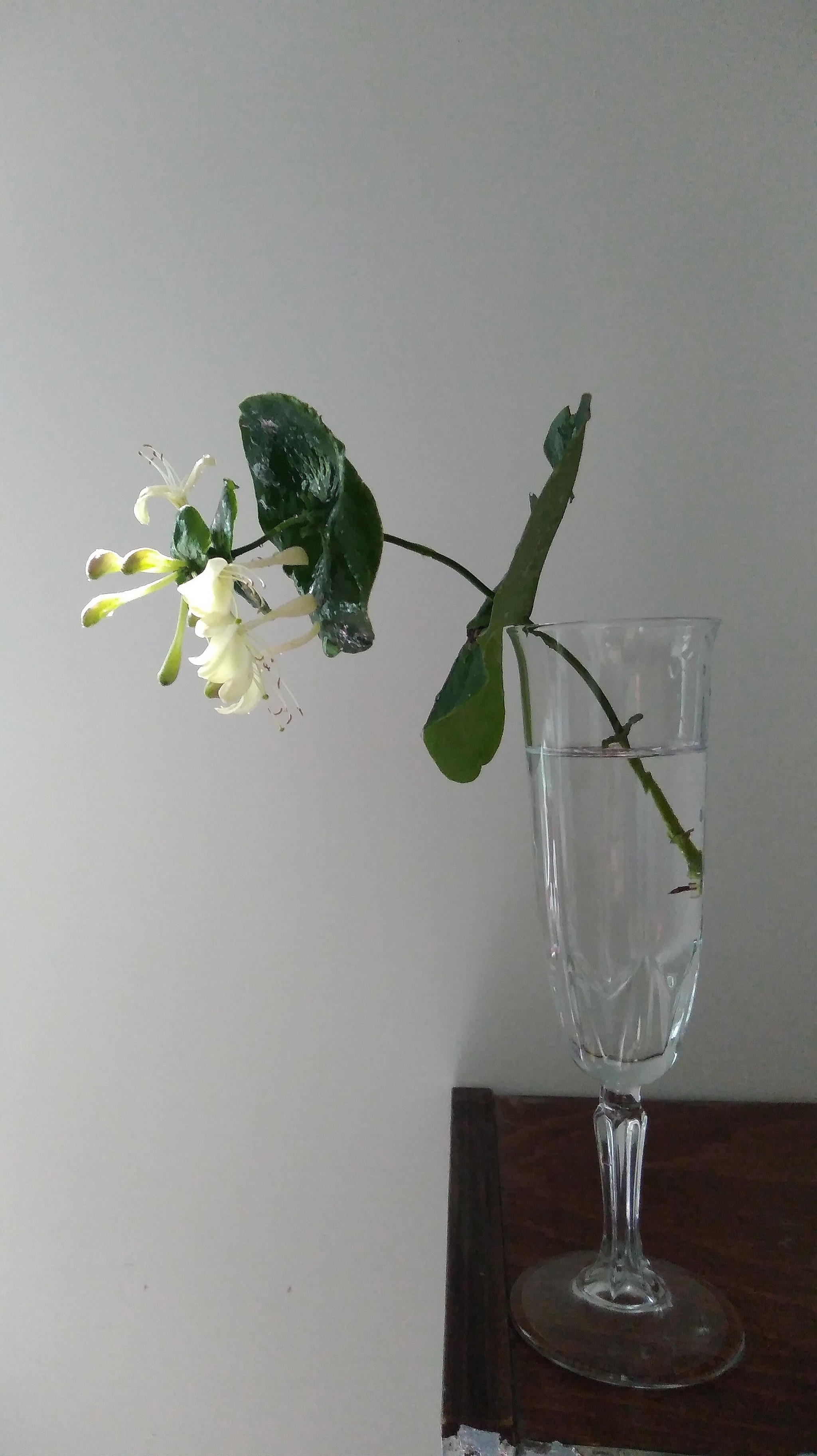 Morning bouquet - My, The photo, Mobile photography, Flowers, Still life, Minimalism