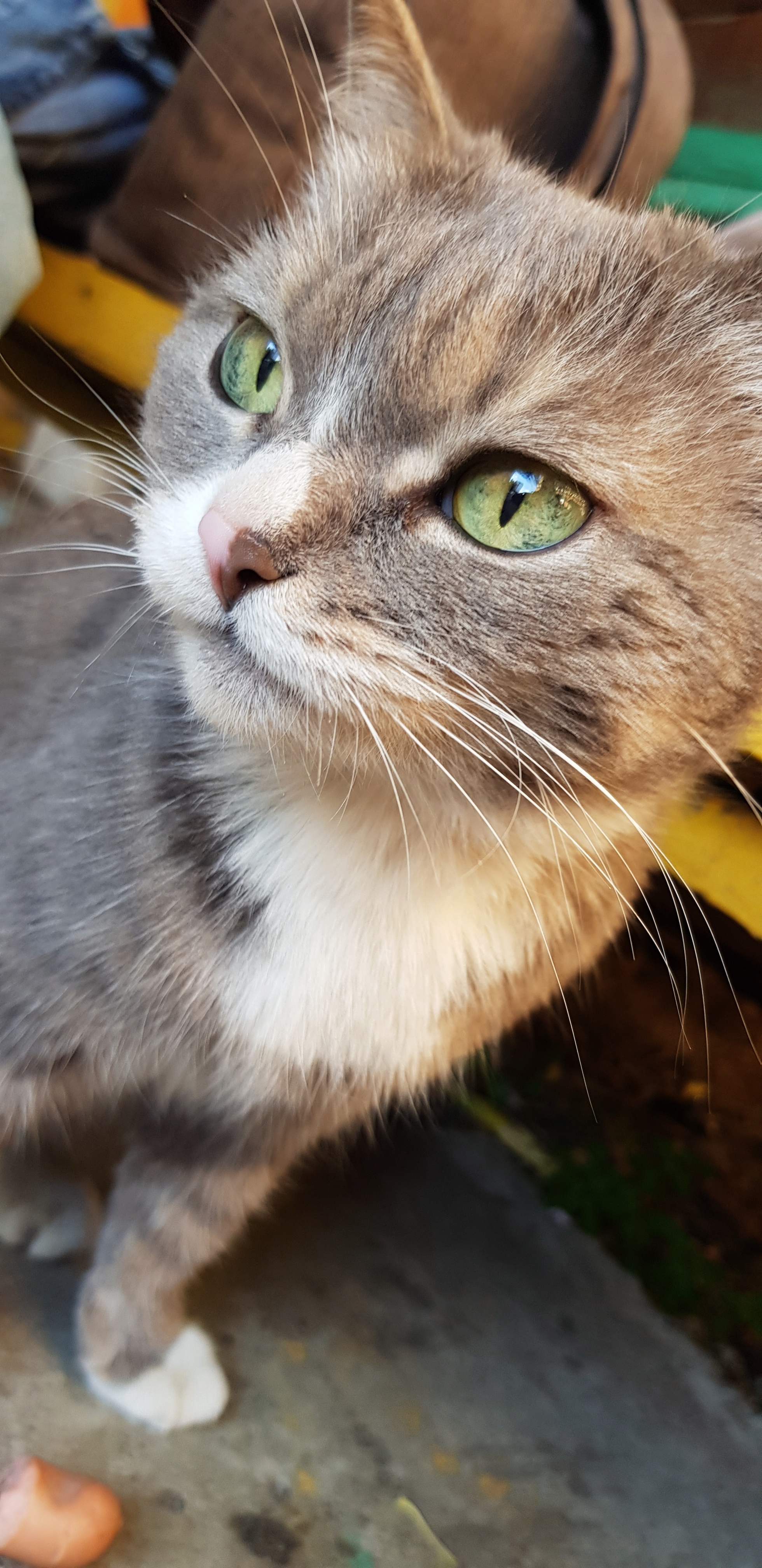 Seals of Irkutsk - My, cat, Irkutsk, Longpost