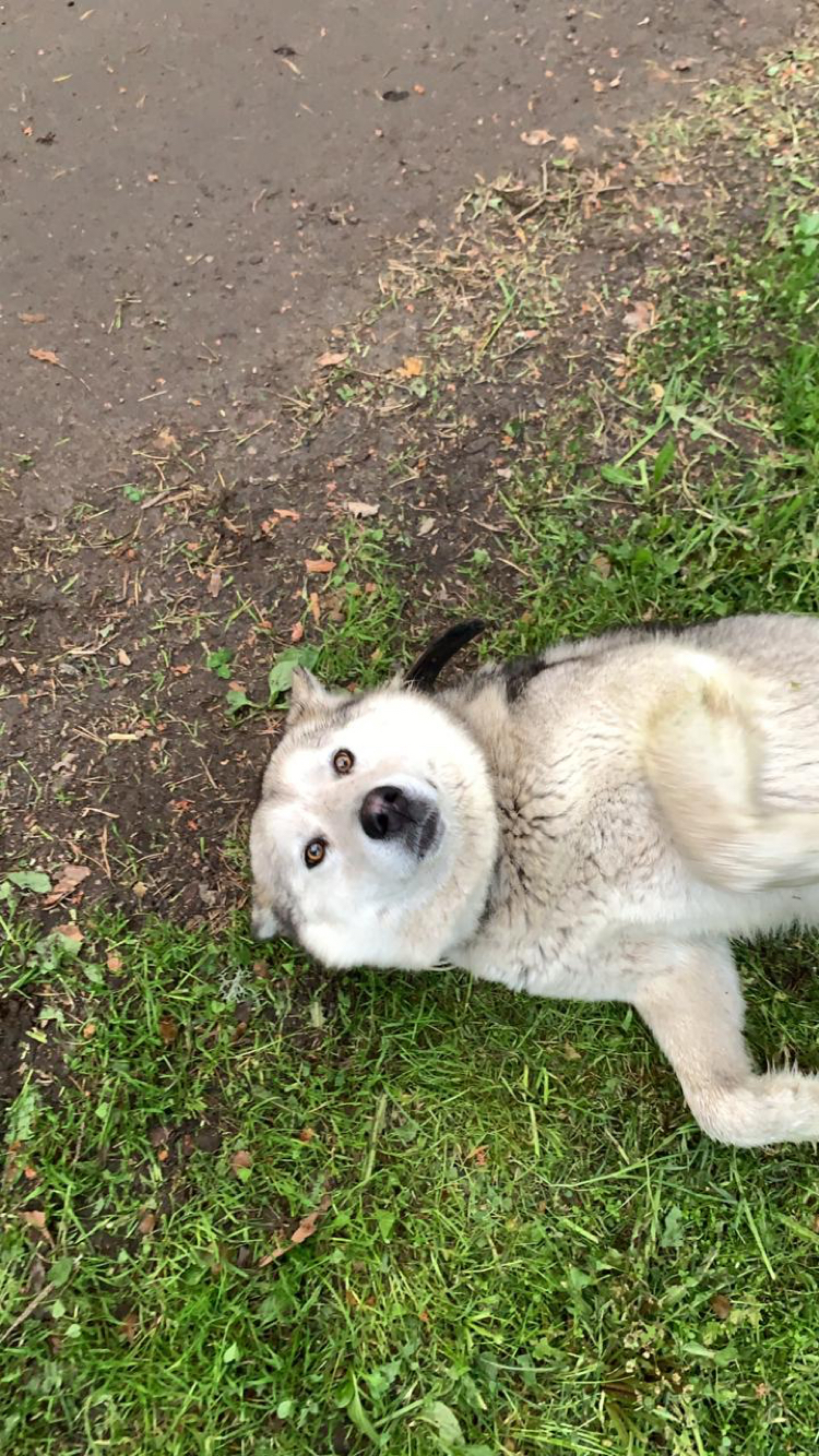 Sweet malamute in good hands, LO - No rating, Alaskan Malamute, In good hands, Longpost, Dog, Leningrad region