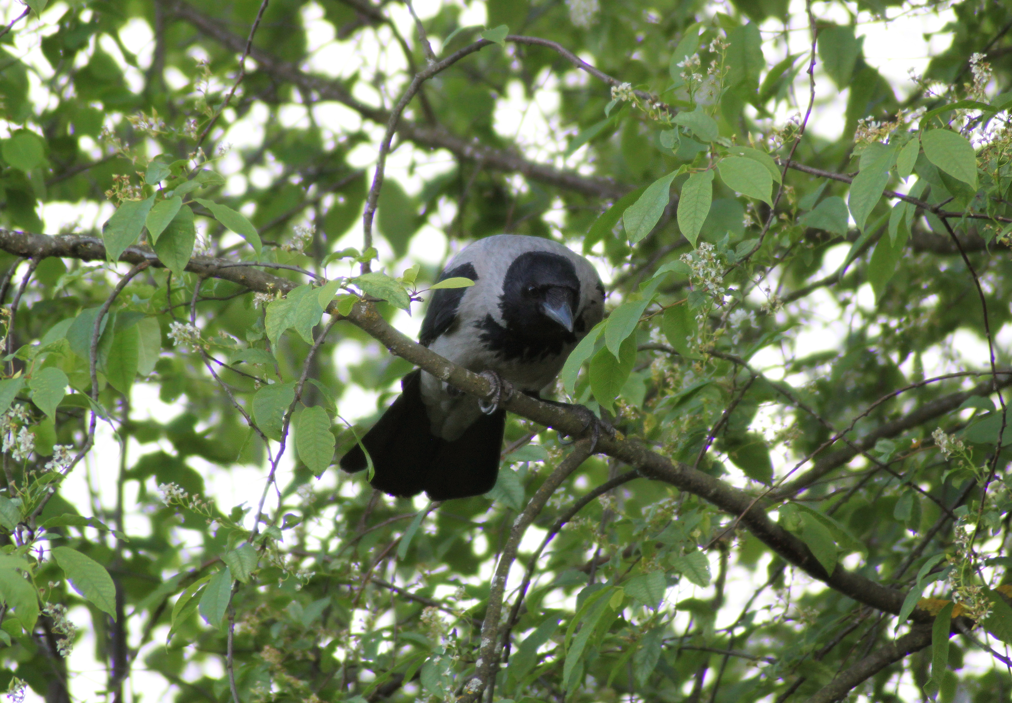 Little Crow's First Journey - My, Birds, Crow, Cell, Bird watching, Longpost