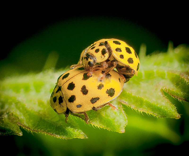 Have a nice walk - My, Insects, Macro photography, Nature, Longpost