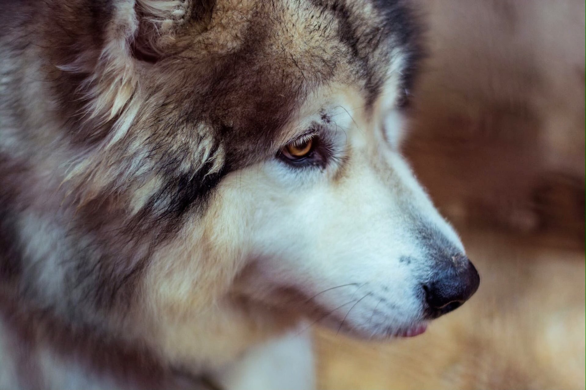 The pearl of the shelter. A luxurious malamute lives in a St. Petersburg animal shelter - My, Alaskan Malamute, Animal shelter, Animals, Dog, Longpost, In good hands, Saint Petersburg, No rating