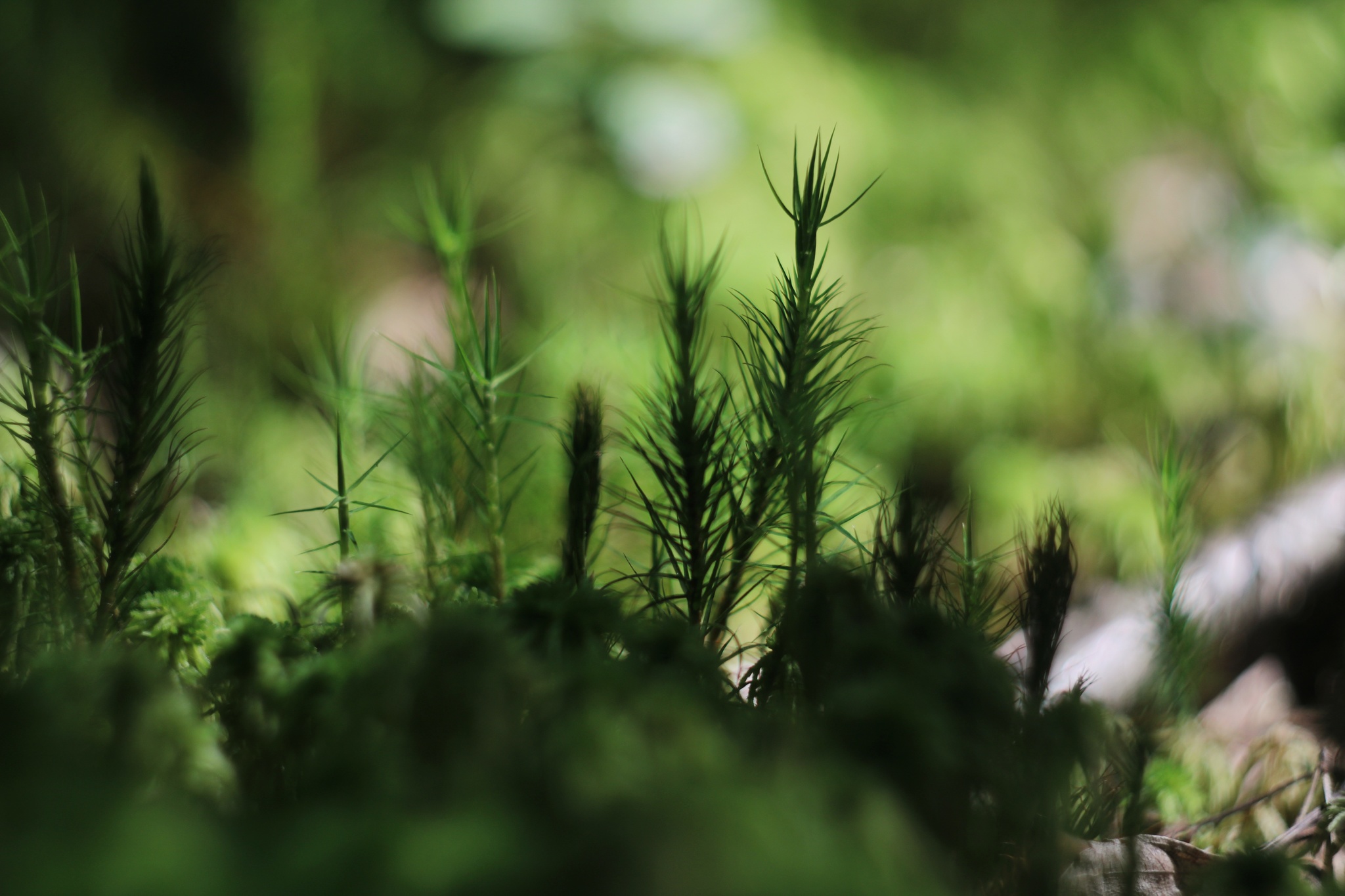 The world is under your feet - My, Forest, Macro photography, Moss, Helios, The photo, Longpost