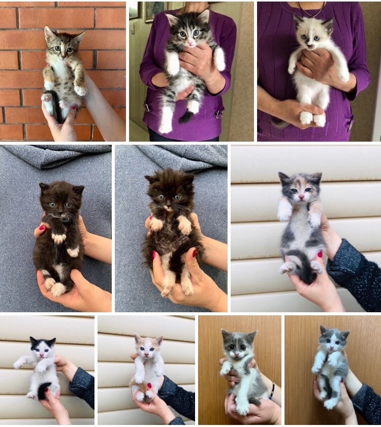 Our rescued kittens are looking for their home. Examined by a doctor and treated for parasites. St. Petersburg and Leningrad region - My, cat, No rating, Saint Petersburg, Leningrad region, Homeless animals, Kittens, In good hands, Longpost