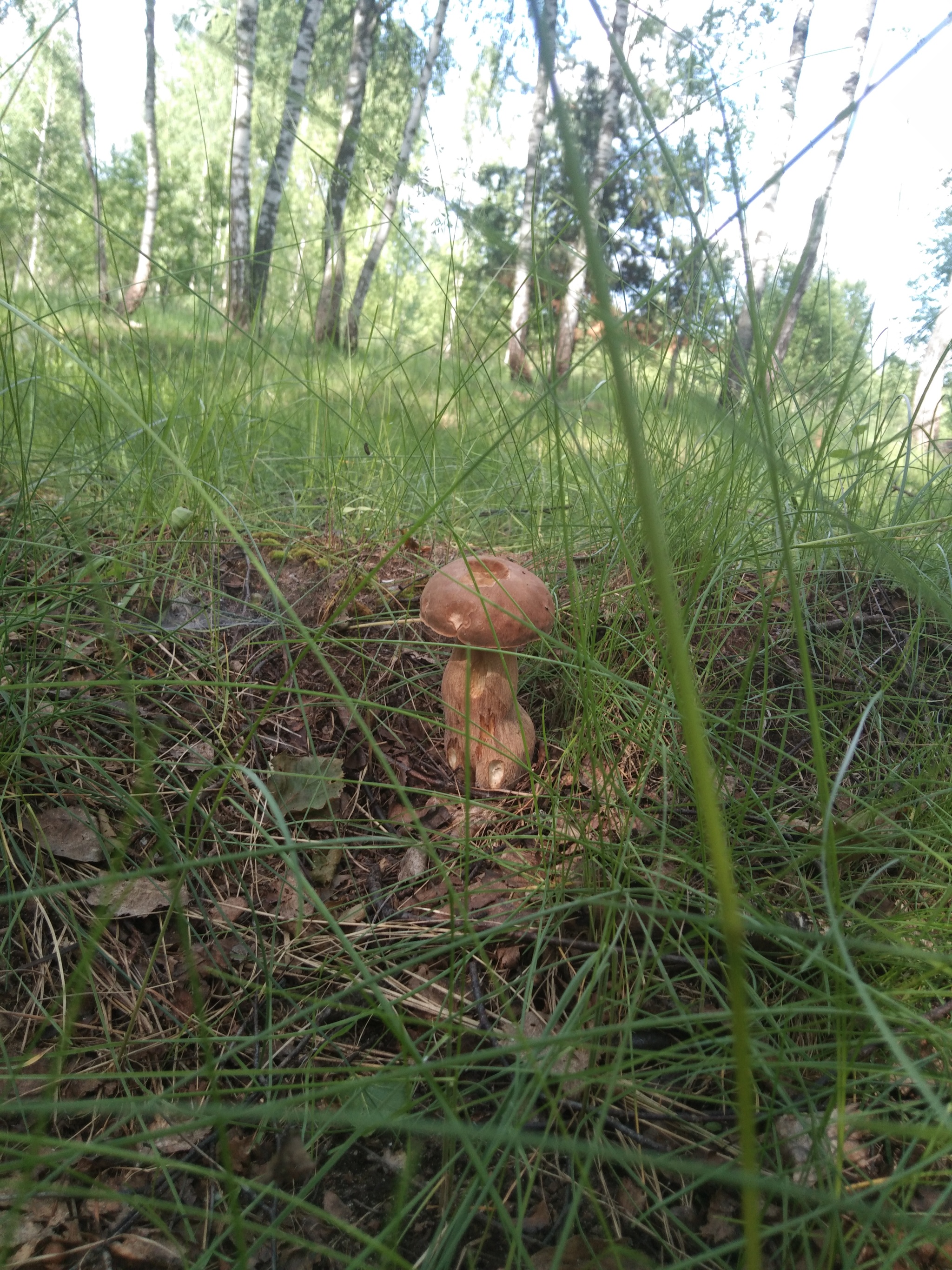 Porcini mushrooms, 10.06 - My, Tula region, Mushrooms, Mushroom pickers, Silent hunt, Longpost