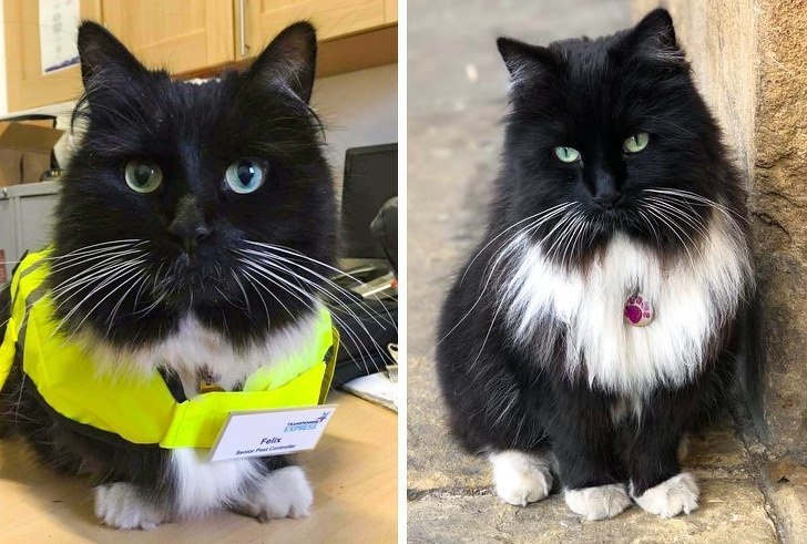 Chief Inspector - Fat cats, Black cat, cat, Huddersfield, Railway station, Inspector