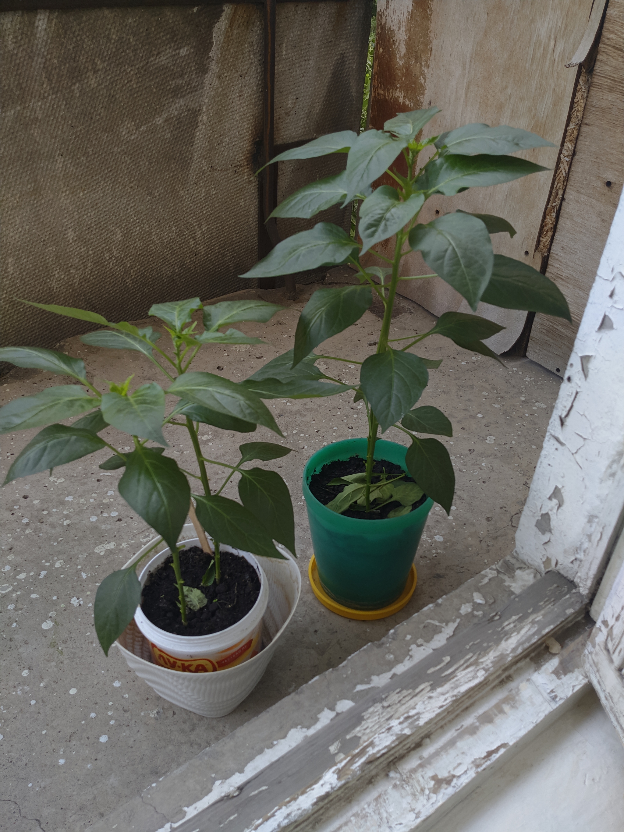 Questions about growing peppers - My, Pepper, Hot peppers, Growing, Longpost