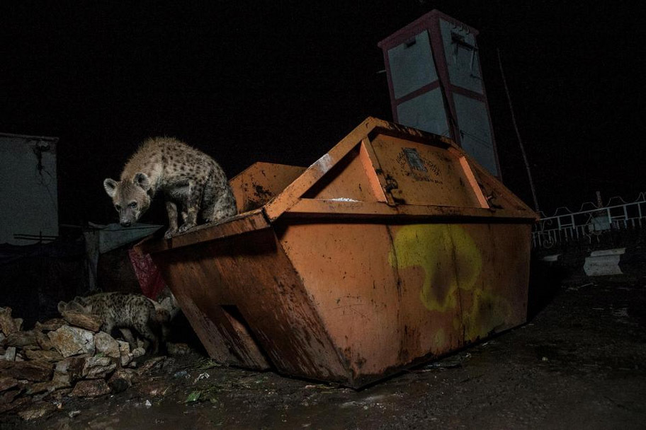 A simple trash can in Africa... - Hyena, Spotted Hyena, Wild animals, Africa, Ethiopia, Dump, Trash can, Video, Longpost