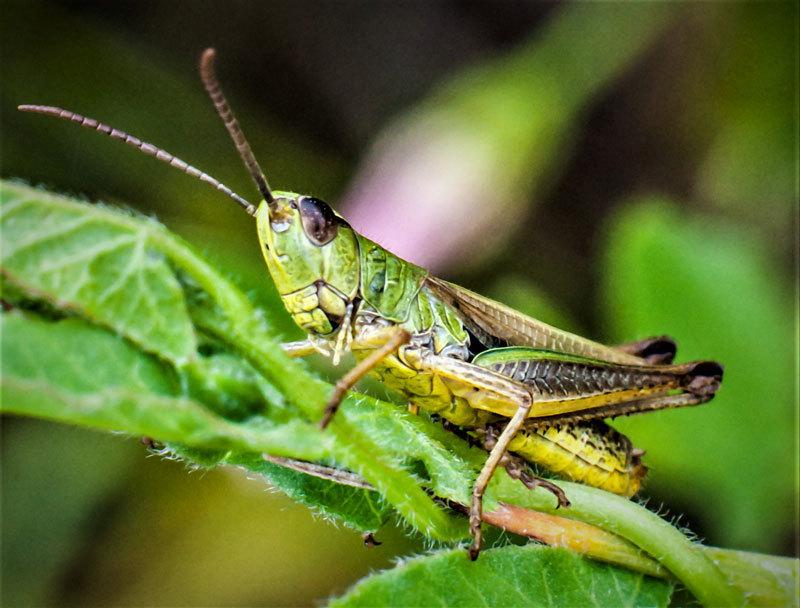 Grasshoppers - My, Insects, Grasshopper, The photo, Longpost
