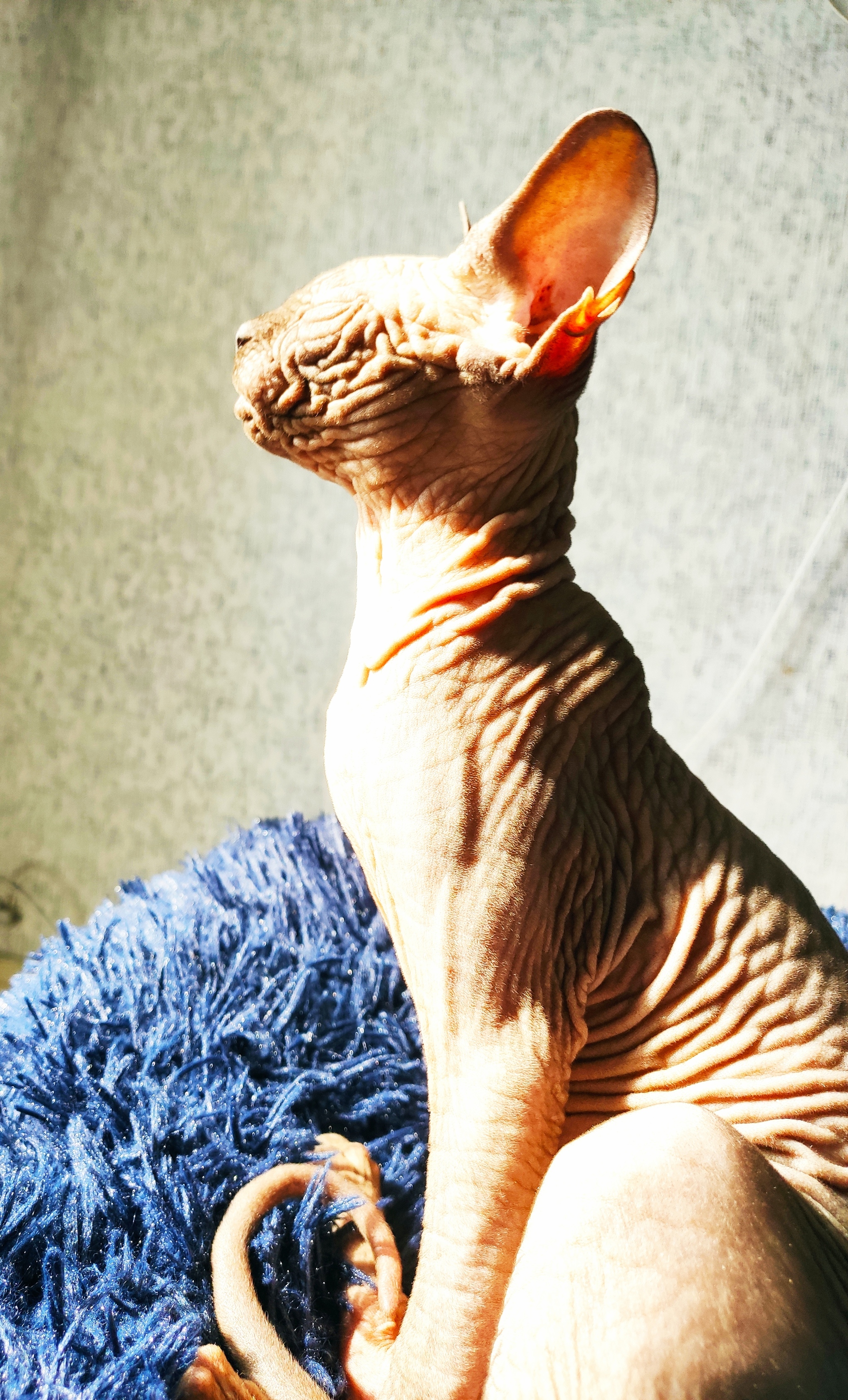 Sun - My, cat, Sphinx