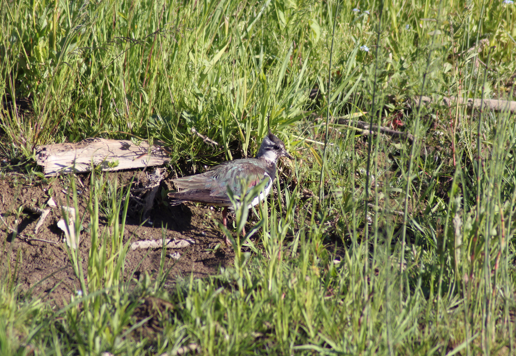 First meeting with lapwing - My, Birds, Bird watching, Nature, Longpost