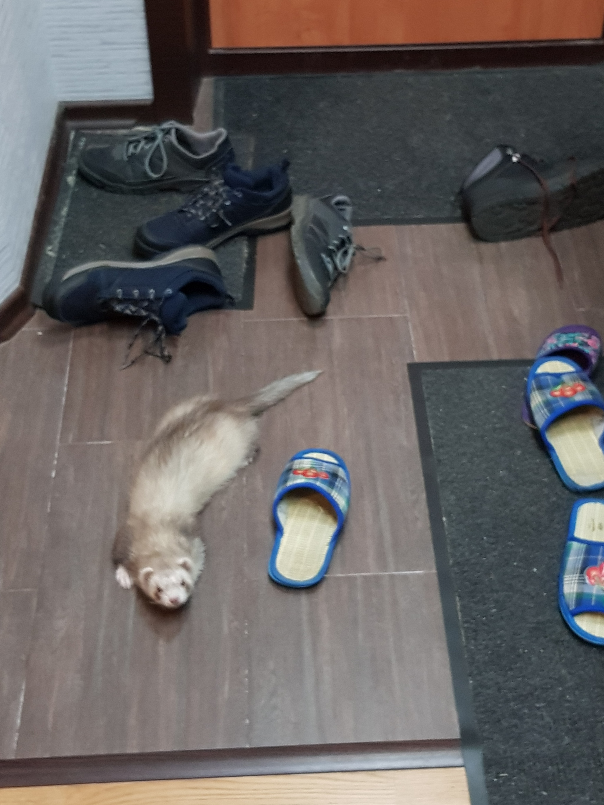 There's a ferret in the house :) - My, Ferret, Milota, Fluffy, Animals, Pet, Pets, Longpost, Video