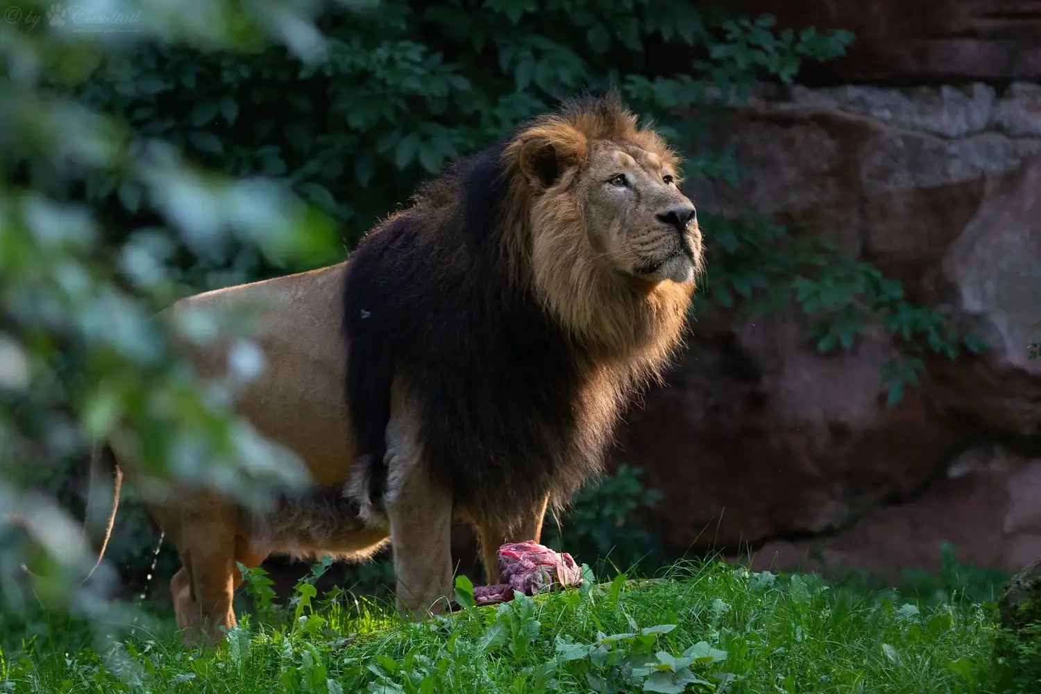 Maned joy: the population of Asiatic lions has increased in India - a lion, The national geographic, Animal protection, Big cats, National park, Reserves and sanctuaries, India, Longpost