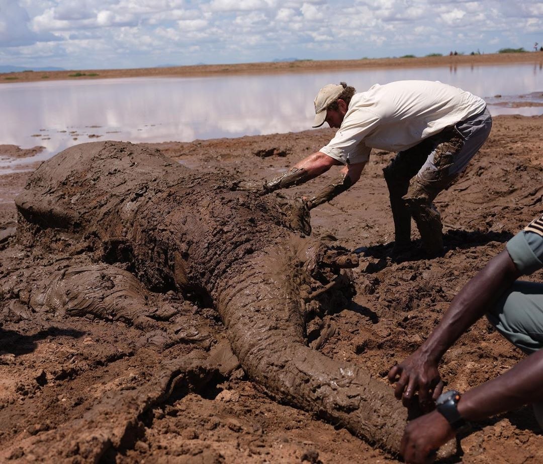 In northern Kenya, in the Nanapa Nature Reserve, an elephant is stuck up to the top of its head in a mud bog on the edge of a dam. - Elephants, People, Kindness, Kenya, Animal Rescue, Longpost, Swamp