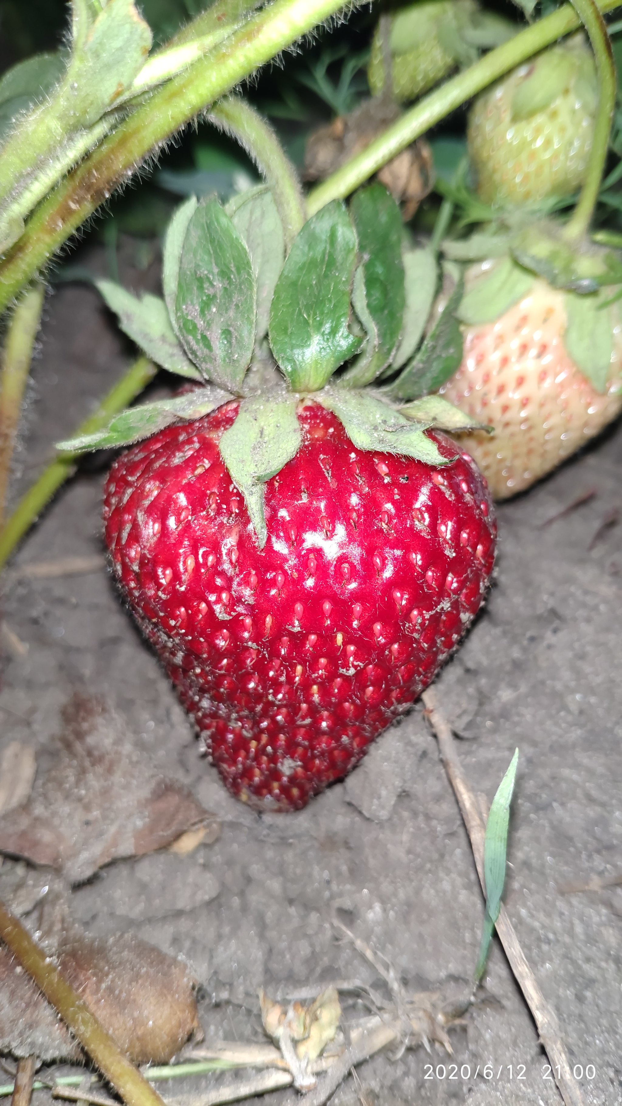 Some photos from rural life #2 - Dacha, Flowers, Plants, Strawberry (plant), Longpost