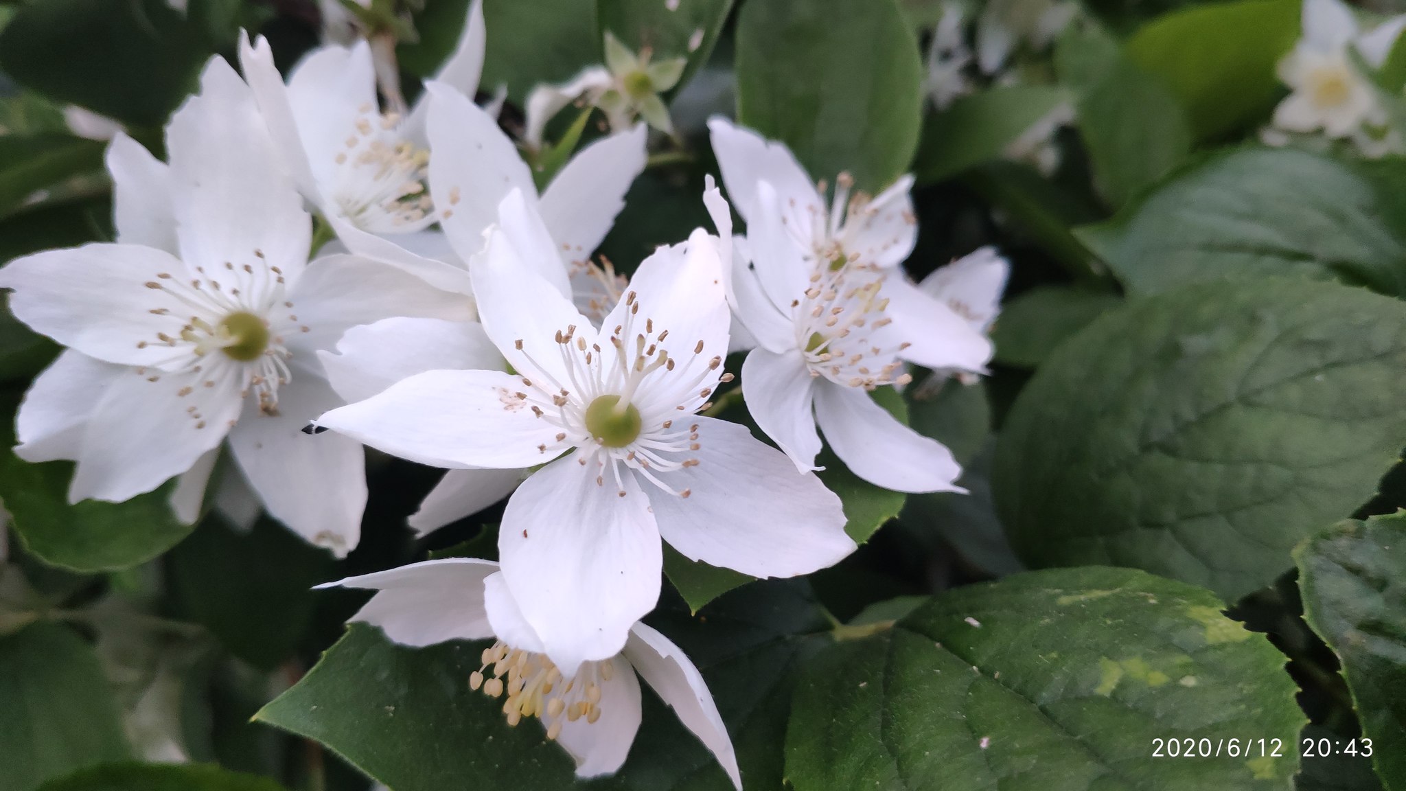 Some photos from rural life #2 - Dacha, Flowers, Plants, Strawberry (plant), Longpost