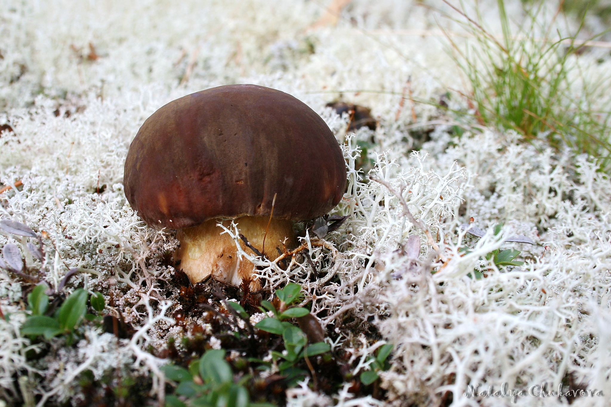 Pine boletus, Boletus pinophilus - My, Mushrooms, Porcini, Borovik, Murmansk region