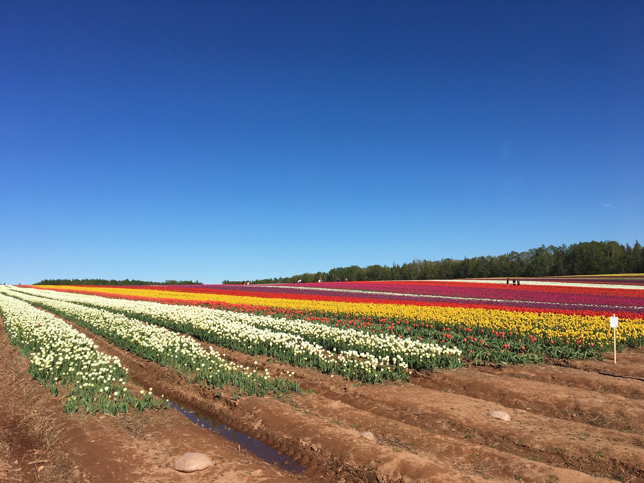 Prince Edward Island. Tulip fields - My, Canada, Tulips, Immigration, Living abroad, Longpost