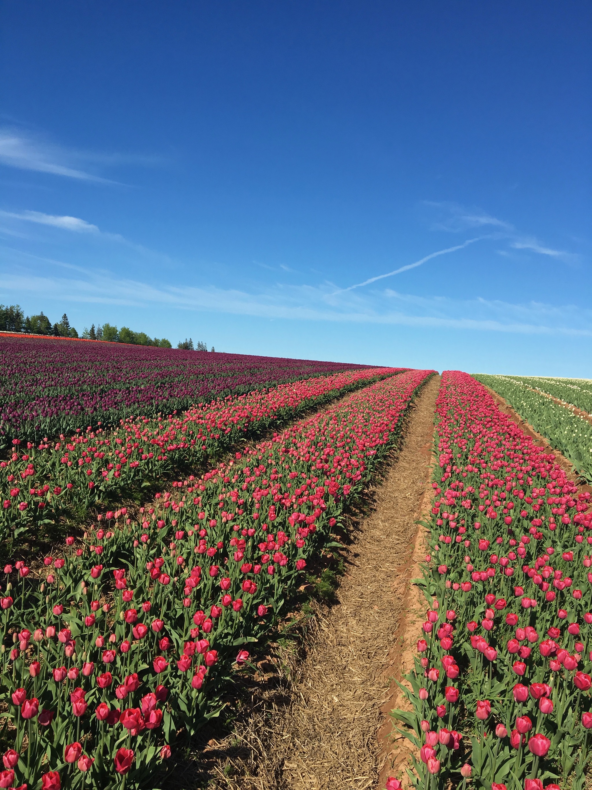 Prince Edward Island. Tulip fields - My, Canada, Tulips, Immigration, Living abroad, Longpost