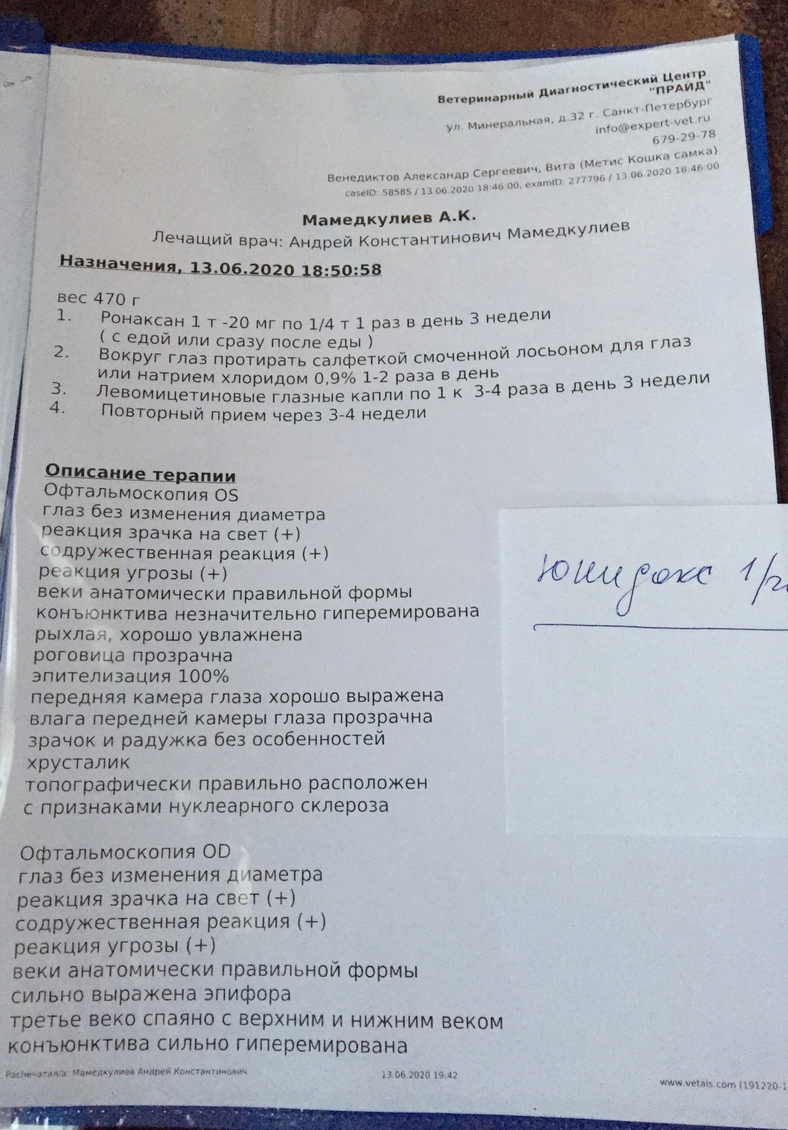 Продолжение поста «Новости. Котёнок, которого ребёнок принёс в ветклинику» - Моё, Кот, Котята, Спасение животных, Ответ на пост, Длиннопост