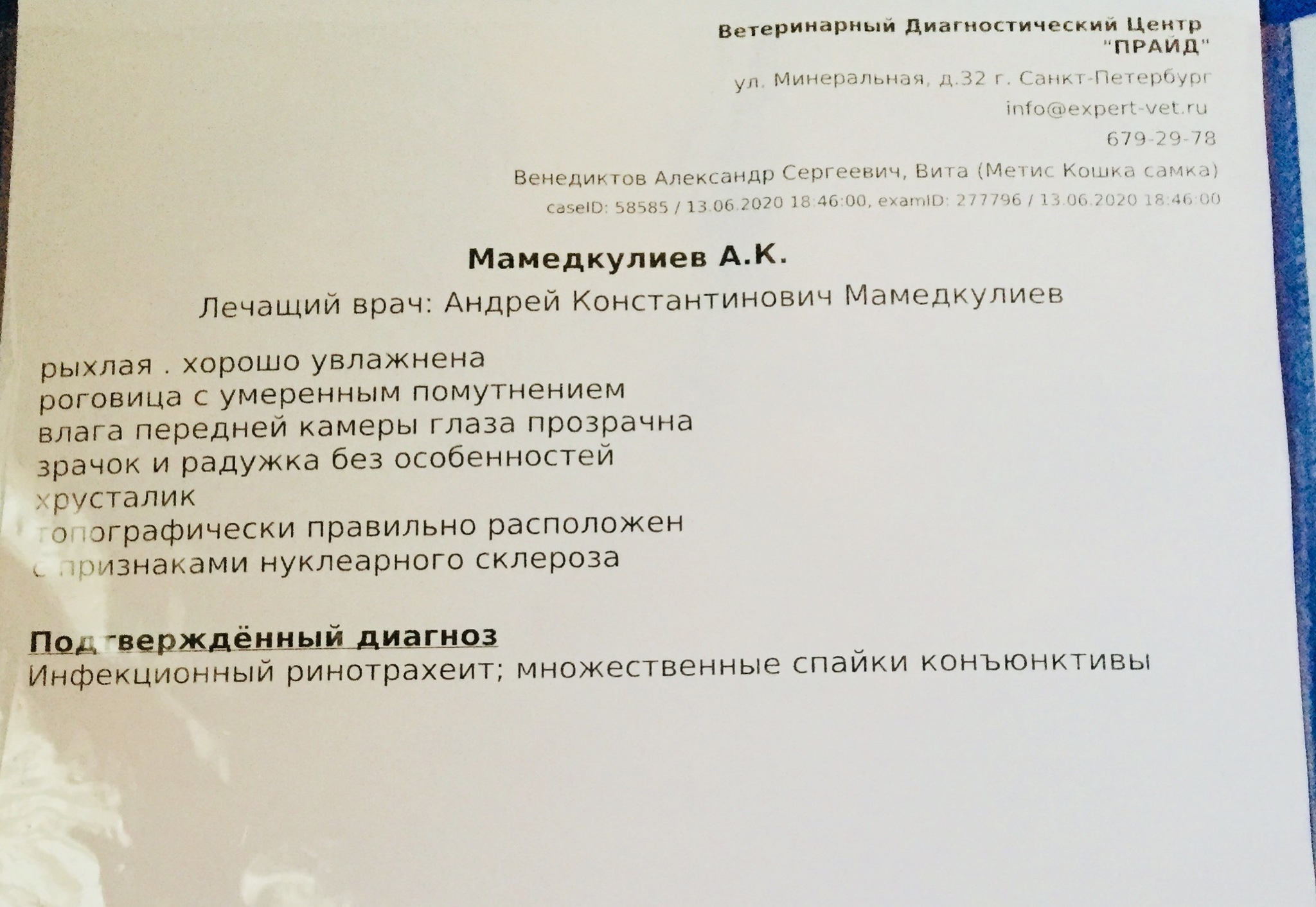 Продолжение поста «Новости. Котёнок, которого ребёнок принёс в ветклинику» - Моё, Кот, Котята, Спасение животных, Ответ на пост, Длиннопост