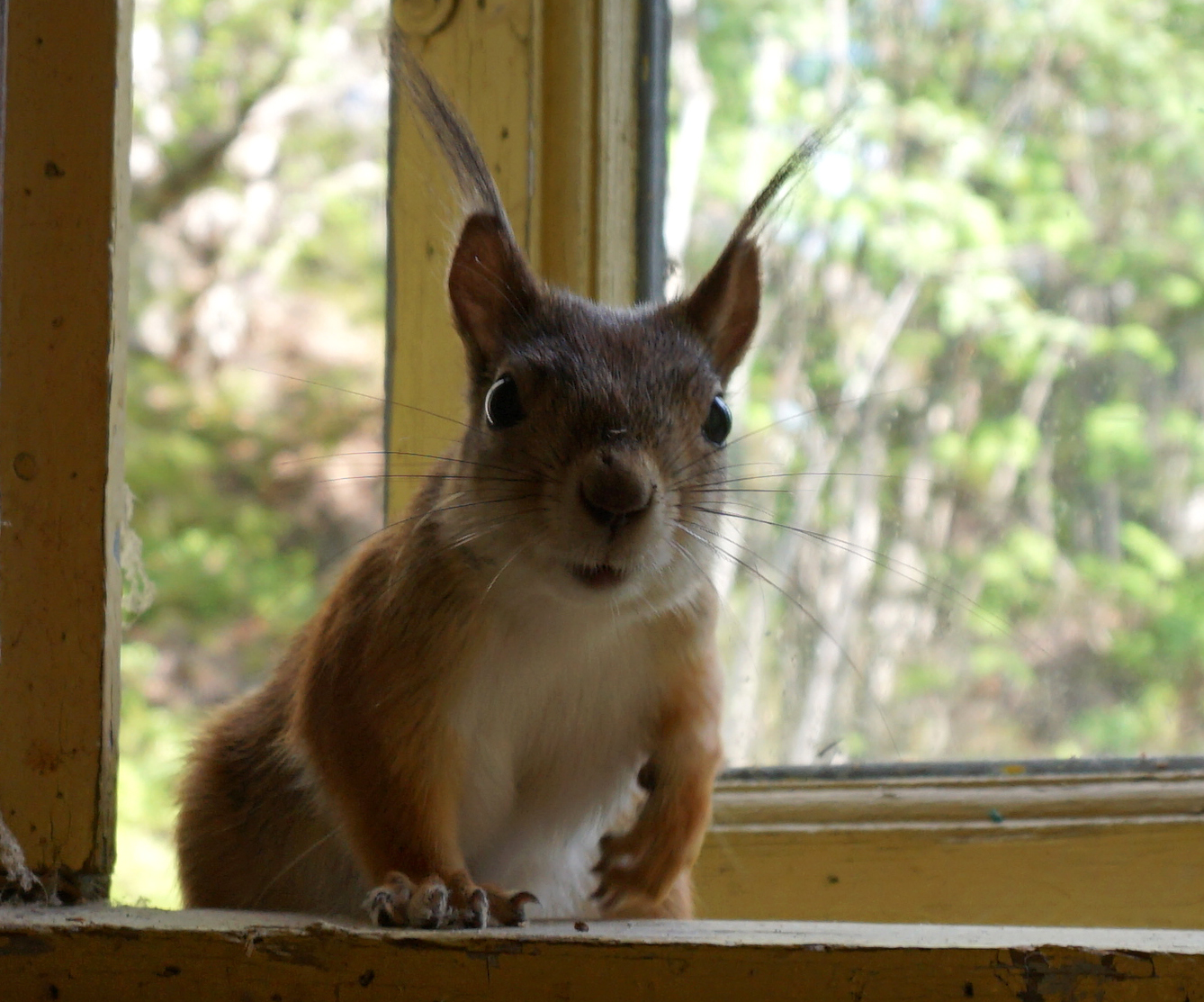 Squirrels again - My, Squirrel, League of biologists, Longpost