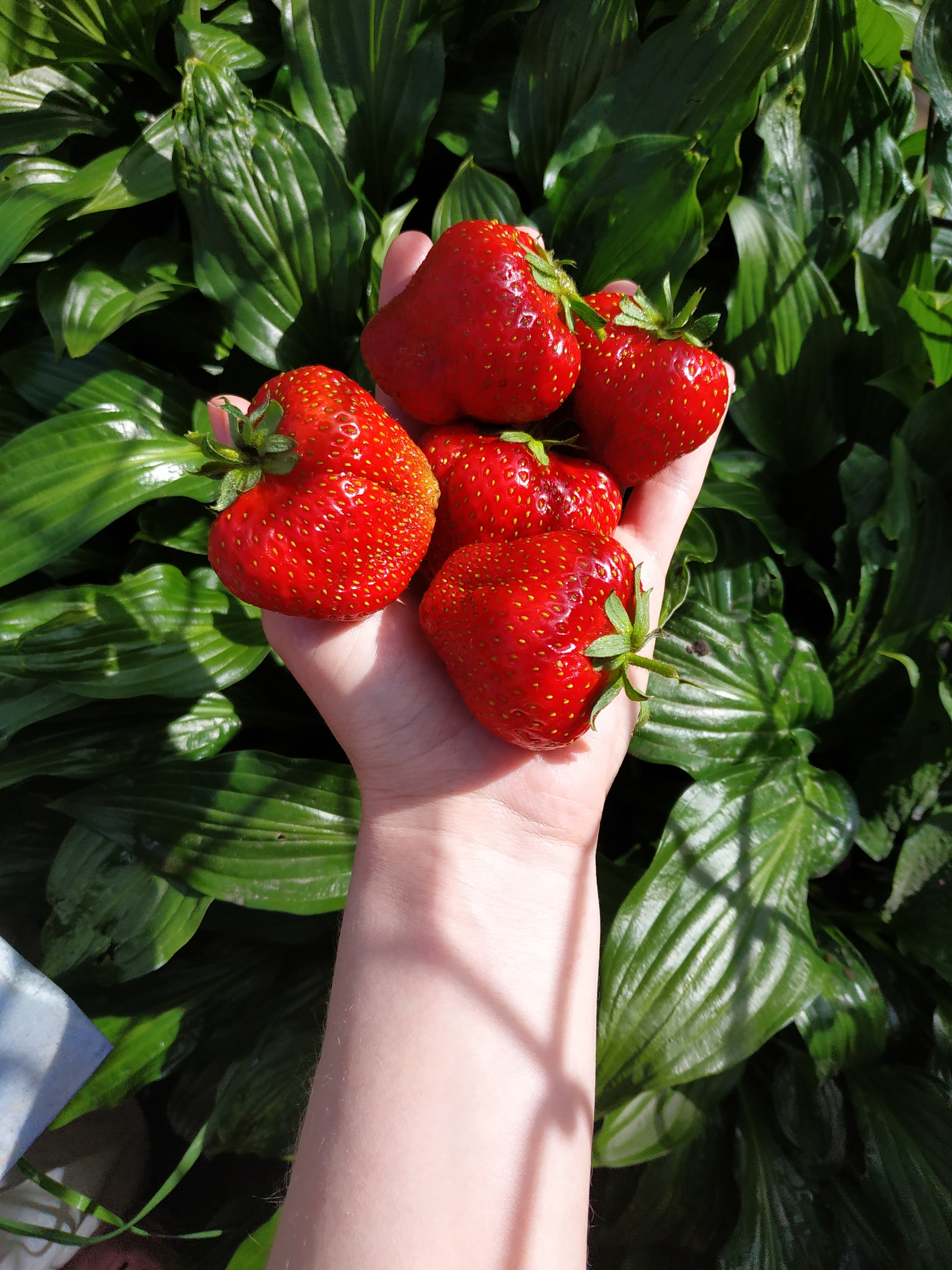 About human impudence - My, Neighbours, Strawberry (plant), Impudence