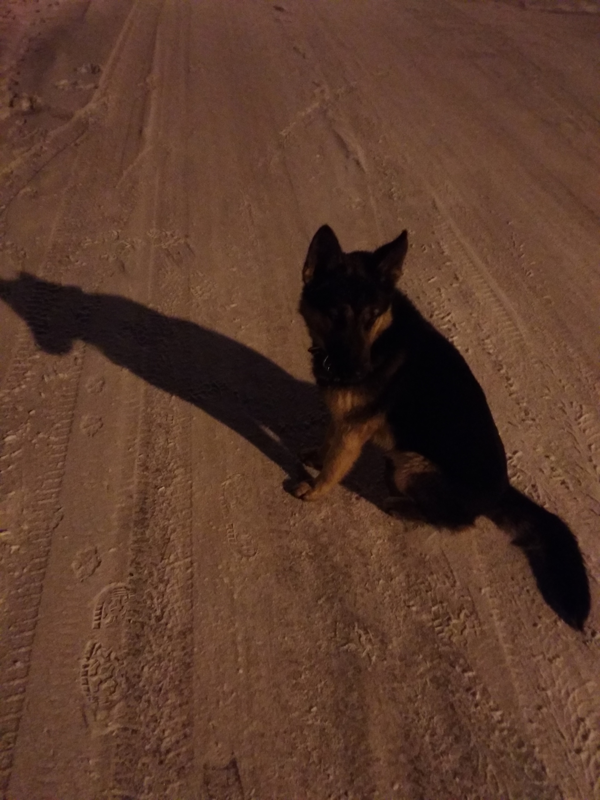 On a walk)) with a good boy - My, Mobile photography, Walk, Longpost, Dog