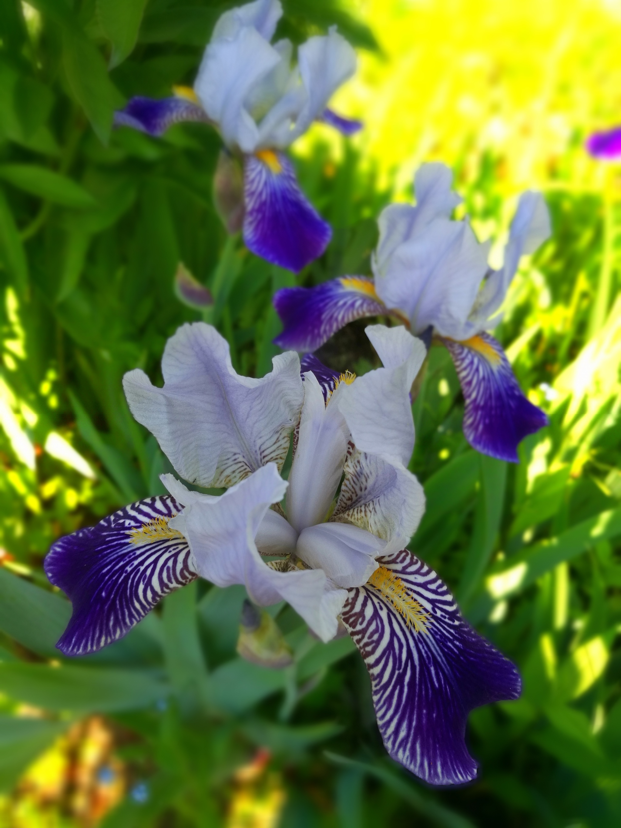 Summer at the dacha. Irises - My, Mobile photography, Summer, Irises, Longpost