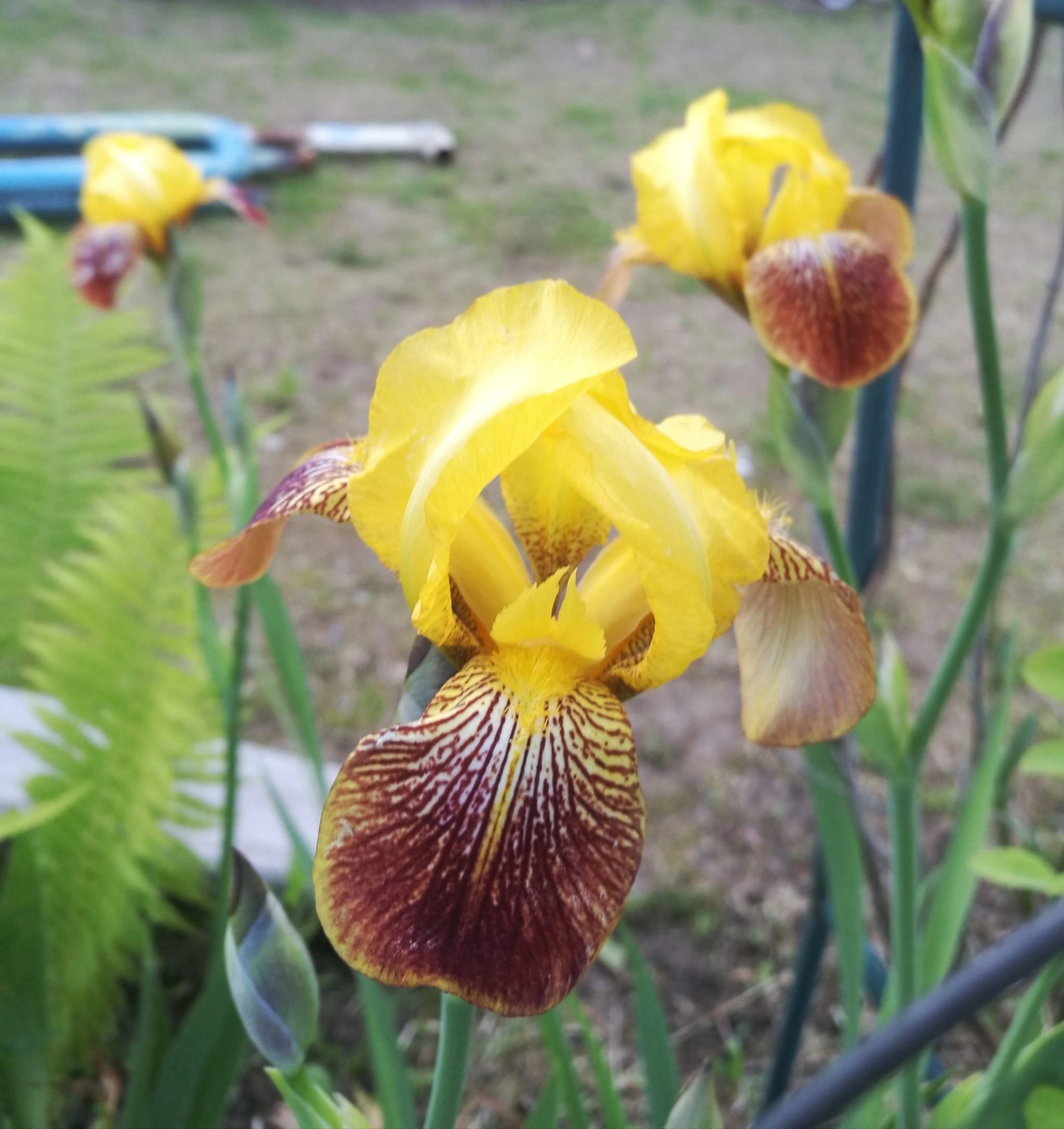 Summer at the dacha. Irises - My, Mobile photography, Summer, Irises, Longpost