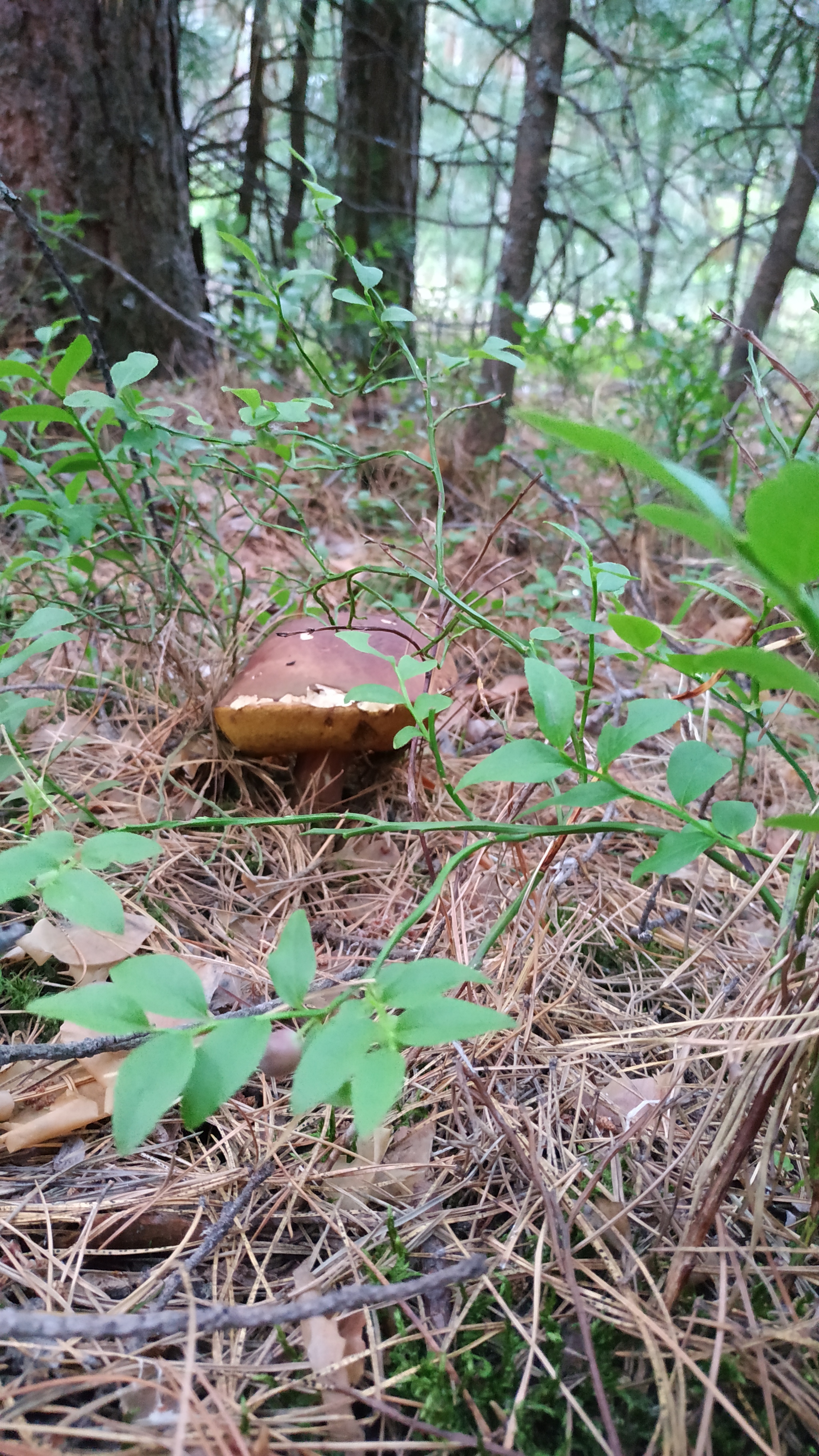 Mushrooms-3 - My, Mushrooms, Walk in the woods, Silent hunt, Longpost