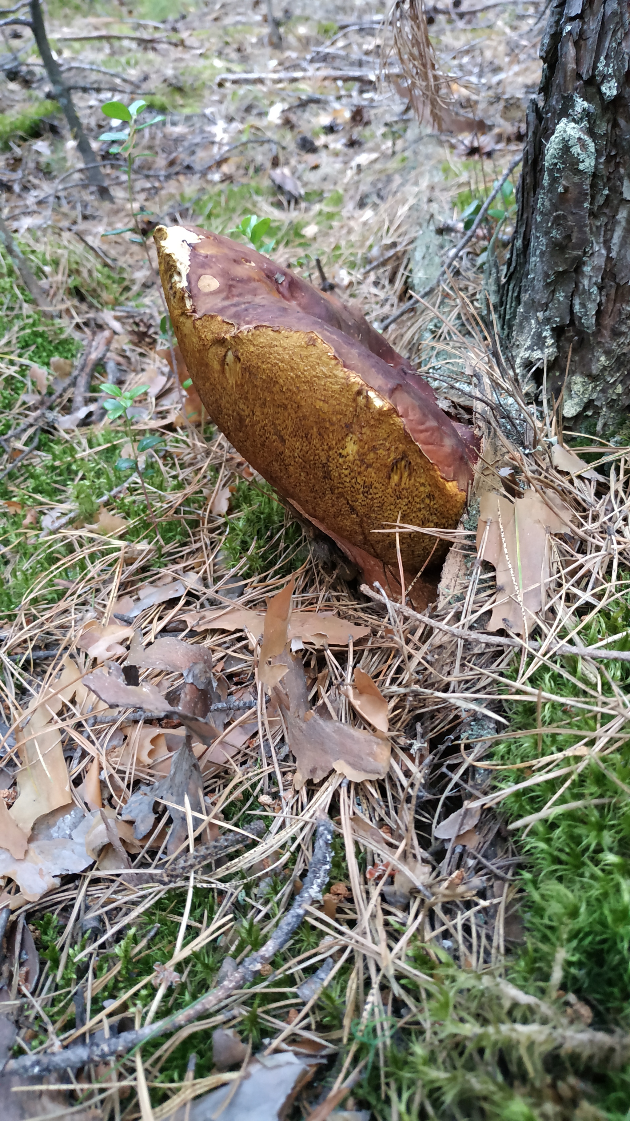 Mushrooms-3 - My, Mushrooms, Walk in the woods, Silent hunt, Longpost