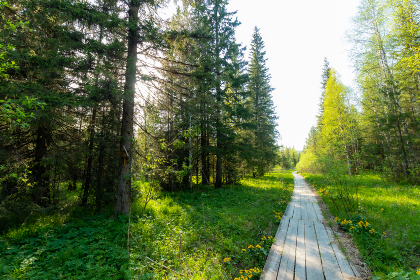 Zyuratkul. June 2020 - My, Zyuratkul, Recreation center eco-park Zyuratkul, Zyuratkul Park, Forest, Chelyabinsk region, Longpost