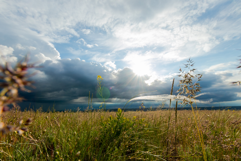 Orenburg steppe in spring. May 2020 - My, Steppe, Orenburg region, Longpost