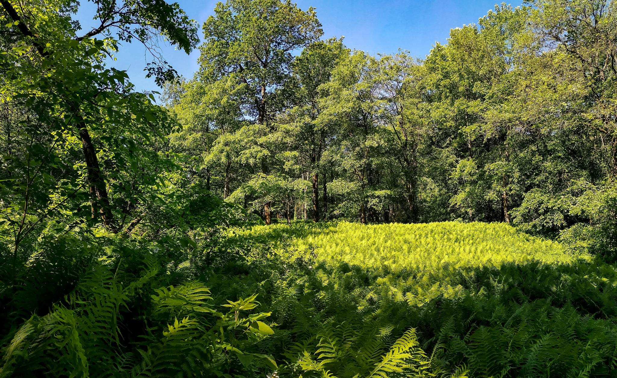 Landscape bike ride - My, Mobile photography, Huawei mate 20, Landscape, A bike, Longpost