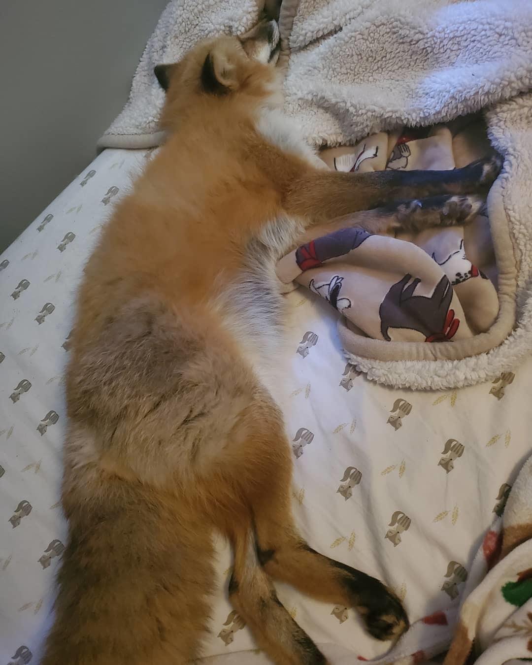 Lisa is too lazy - Fox, Laziness, Animals, Pets, The photo