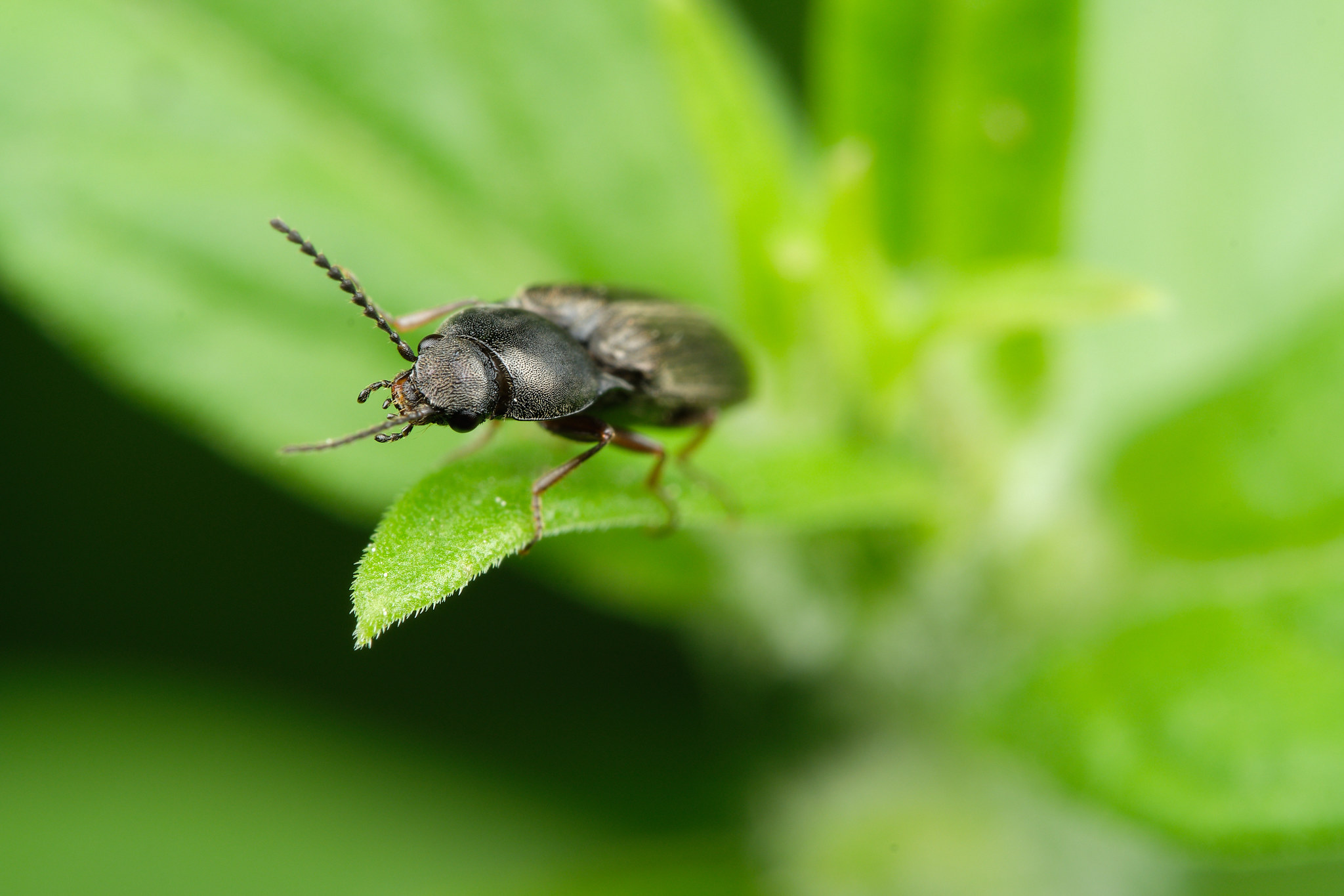 How I assembled my macro lighting - My, The photo, Macro photography, Lighting, Fujifilm, Longpost