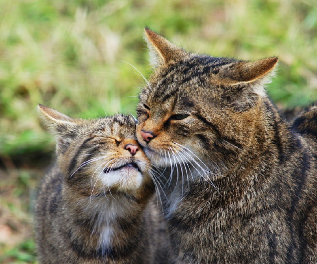 Мире животных про кошку. Дикая Лесная кошка. Котики парочка. Котики целуются. Обнимающиеся Дикие коты.