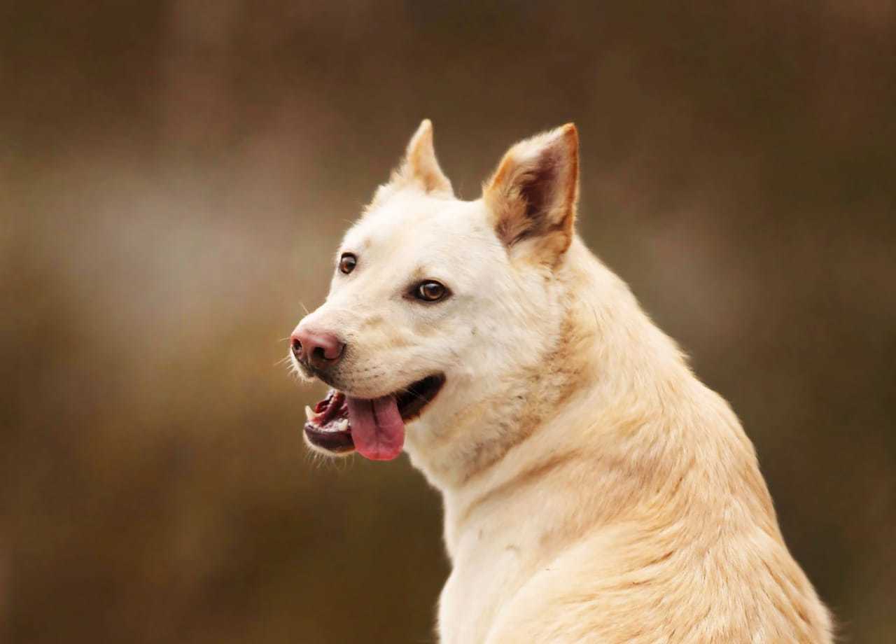 Собака срочно. Собака срочно. Собака срочно. Собачка барни. Собаки брины.