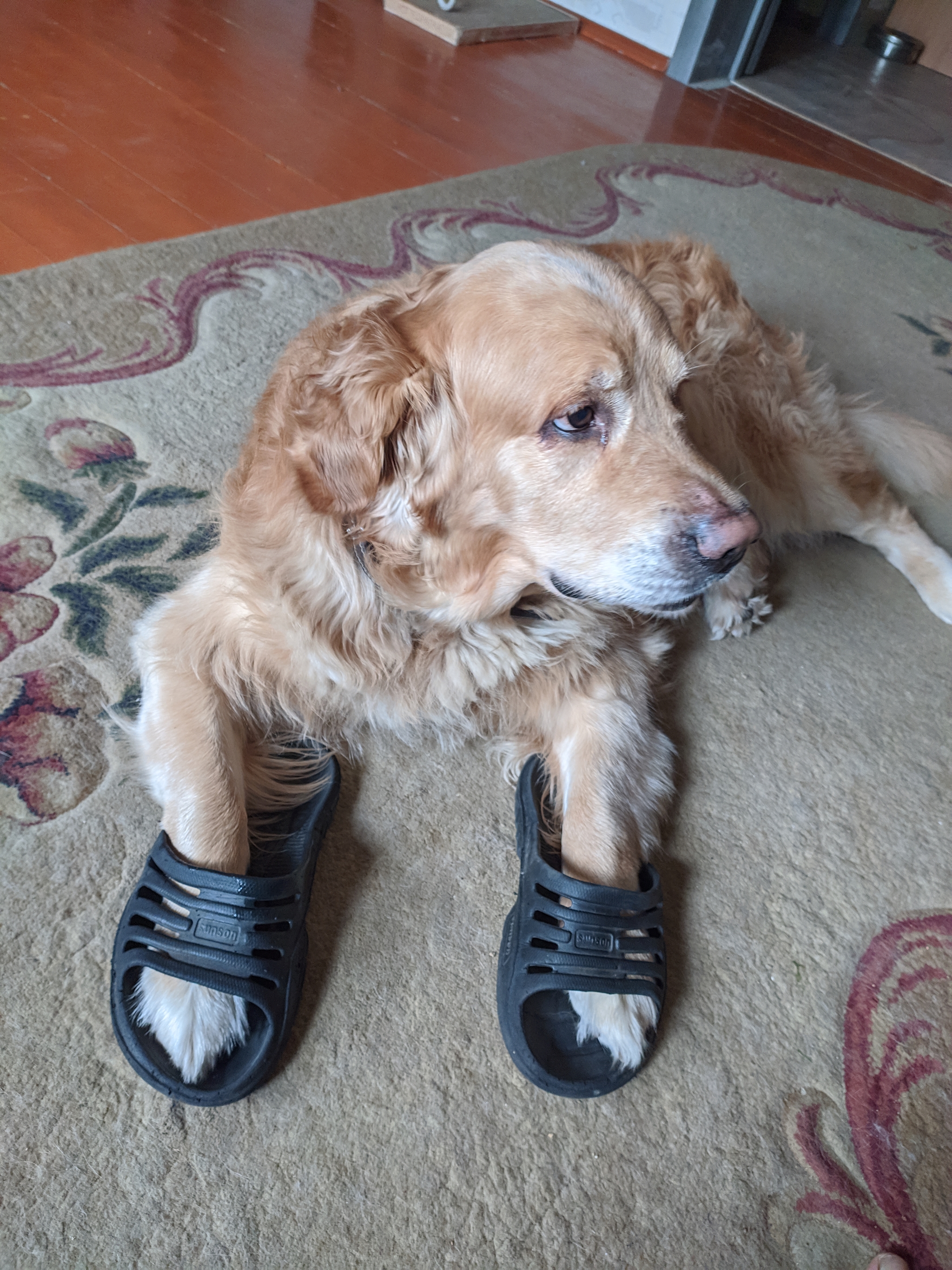 The one who stood up first gets the slippers - My, Dog, Golden retriever