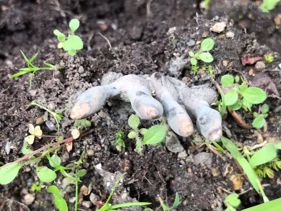 Xylaria multiforme, man's fingers - My, Mushrooms, Dead Man's Fingers, Sochi, Rosa Khutor, Longpost, Kripota